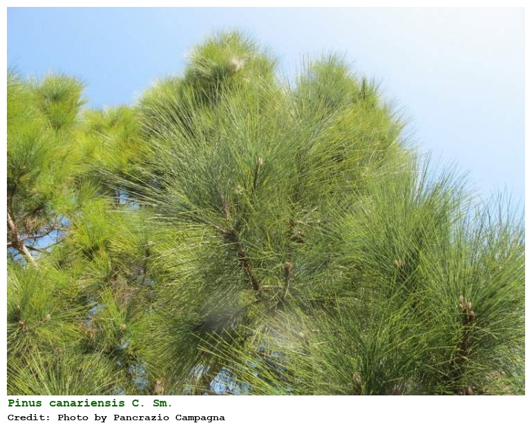 Pinus canariensis C. Sm.